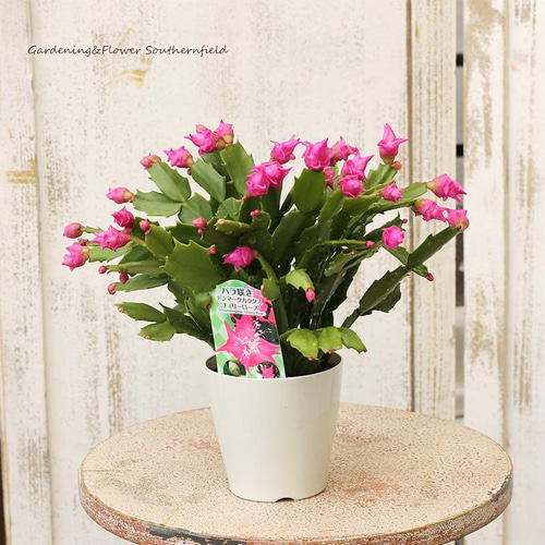 mihomiho デンマークカクタス 薔薇咲き ピンク系 E 　発根済み Amazon.co.jp: 予約販売 バラ咲き デンマークカクタス ピンク