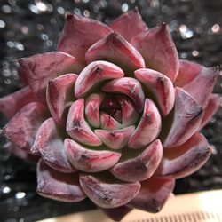 多肉植物 ブラックスワン 双頭 抜き苗 多肉植物 愛多肉-(AI-TANIKU