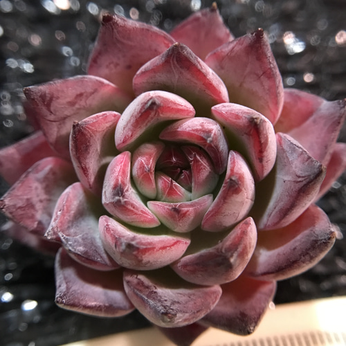 ちまり様専用多肉植物 ブラックストライプ錦 - メルカリ