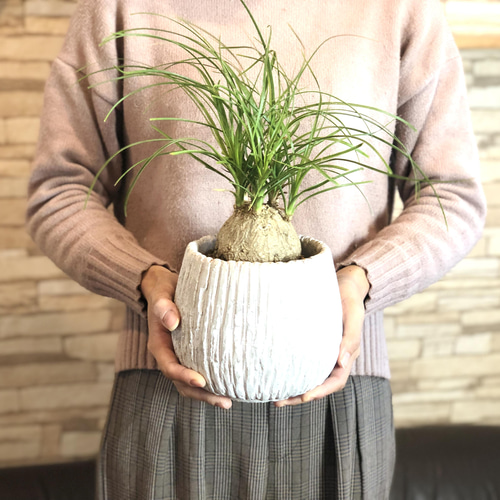 トックリラン ポニーテール 5号 陶器鉢 受け皿付き 観葉植物 引っ越し 