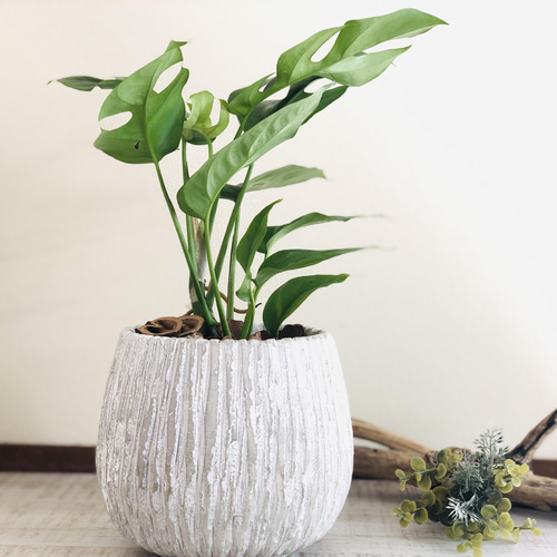 モンステラ 5号 陶器鉢 アンティークホワイト 受け皿付き 観葉植物