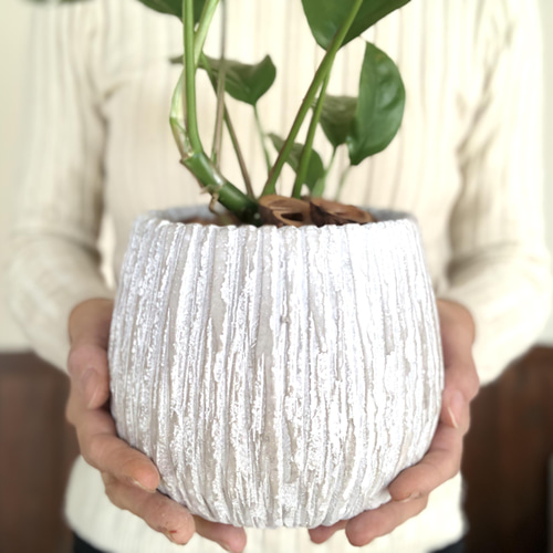 モンステラ 5号 陶器鉢 アンティークホワイト 受け皿付き 観葉植物