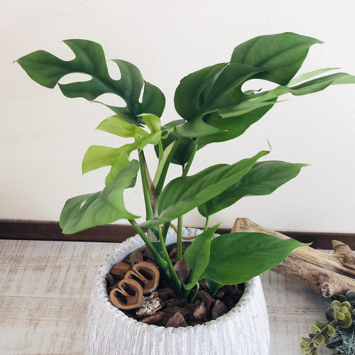 モンステラ 5号 陶器鉢 アンティークホワイト 受け皿付き 観葉