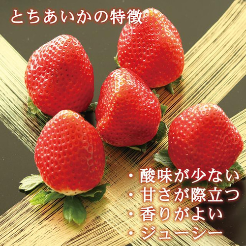 いちご とちあいか 新品種 プレミアム 大粒 約280g×2Pac 栃木県 いちご とちあいか 新品種 プレミアム 大粒 約280g×2Pac 栃木県