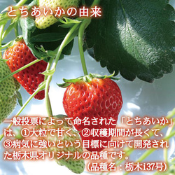 いちご とちあいか 新品種 プレミアム 大粒 約280g×2Pac 栃木産 送料無料 イチゴ 苺 お取り寄せ 取り寄せ 7枚目の画像