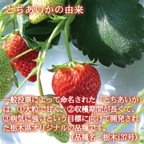 いちご とちあいか 新品種 プレミアム 大粒 約280g×2Pac 栃木県 いちご とちあいか 新品種 プレミアム 大粒 約280g×2Pac 栃木県