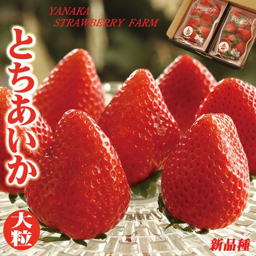 いちご とちあいか 新品種 プレミアム 大粒 約280g×2Pac 栃木県 いちご とちあいか 新品種 プレミアム 大粒 約280g×2Pac 栃木県
