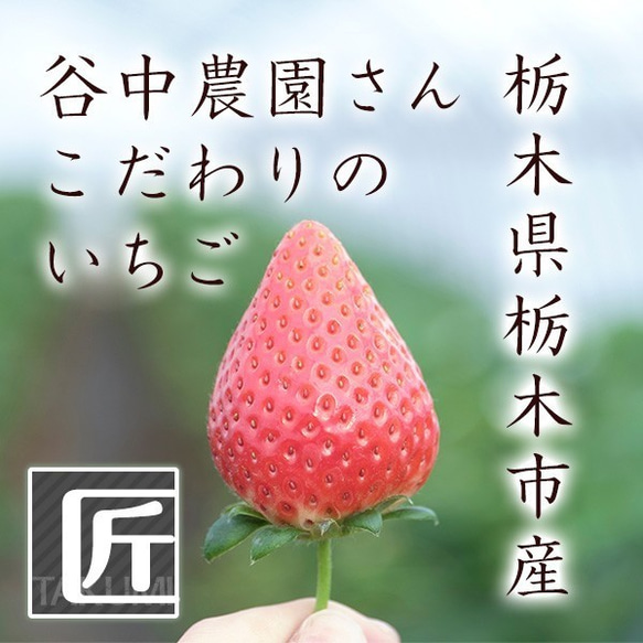 いちご とちあいか 新品種 プレミアム 大粒 約280g×2Pac 栃木産 送料無料 イチゴ 苺 お取り寄せ 取り寄せ 8枚目の画像