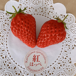 【いちごグランプリ2025受賞・唯一の白いちご】軽井沢高原プレミアムいちご（希少な「真珠姫」の紅白詰め合わせ） 9枚目の画像