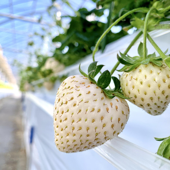 【いちごグランプリ2025受賞・唯一の白いちご】軽井沢高原プレミアムいちご（希少な「真珠姫」の紅白詰め合わせ） 3枚目の画像