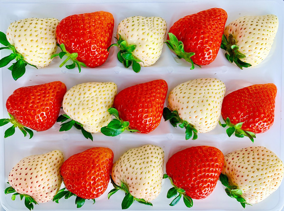 【いちごグランプリ2025受賞・唯一の白いちご】軽井沢高原プレミアムいちご（希少な「真珠姫」の紅白詰め合わせ） 1枚目の画像