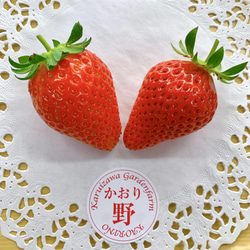 【いちごグランプリ2025受賞・唯一の白いちご】軽井沢高原プレミアムいちご（希少な「真珠姫」の紅白詰め合わせ） 7枚目の画像