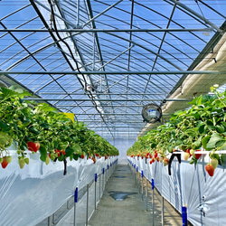 【いちごグランプリ2025受賞・唯一の白いちご】軽井沢高原プレミアムいちご（希少な「真珠姫」の紅白詰め合わせ） 10枚目の画像