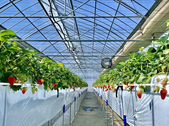 【いちごグランプリ2025受賞・唯一の白いちご】軽井沢高原プレミアムいちご（希少な「真珠姫」の紅白詰め合わせ） 10枚目の画像