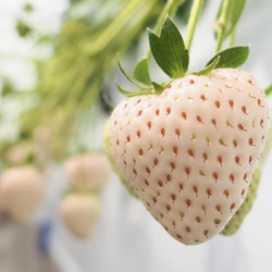 【いちごグランプリ2025受賞・唯一の白いちご】軽井沢高原プレミアムいちご（希少な「真珠姫」の紅白詰め合わせ） 5枚目の画像