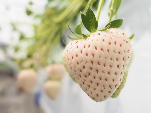 【いちごグランプリ2025受賞・唯一の白いちご】軽井沢高原プレミアムいちご（希少な「真珠姫」の紅白詰め合わせ） 5枚目の画像