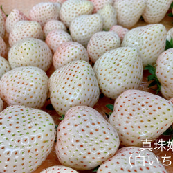 【いちごグランプリ2025受賞・唯一の白いちご】軽井沢高原プレミアムいちご（希少な「真珠姫」の紅白詰め合わせ） 4枚目の画像