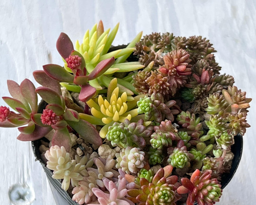 多肉植物＊紅葉セダム＊盛り合わせ その他素材 ＊N＊ 通販 13171757