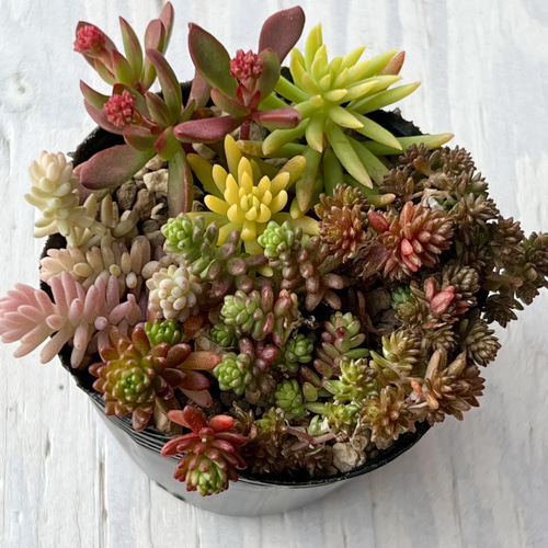 多肉植物 もりもりレモータ♡紅葉開始♪抜き苗 紅葉もりもりセット＊3種類＊多肉植物＊抜き苗かポットごと＊アクレ