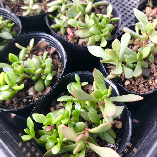 多肉植物＊紅稚児＊紅葉タイプ＊抜き苗 その他素材 ＊N＊ 通販｜Creema 