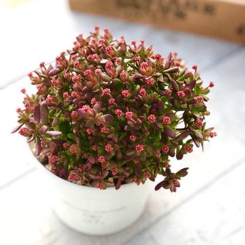 多肉植物♡可愛い紅稚児(^^)抜き苗