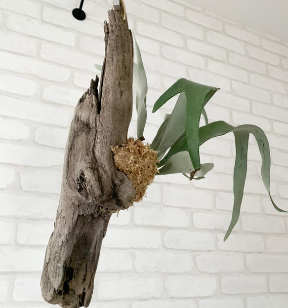 ビカクシダ　コウモリラン　ベイチー（ビーチー）　流木付け　観葉植物　ハンギンググリーン VGM82 9枚目の画像