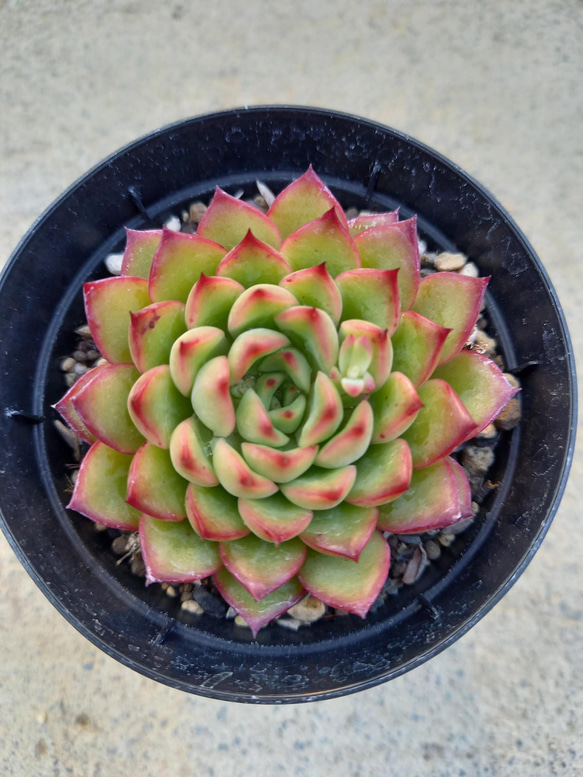 多肉植物　"フォルダのランス" 2枚目の画像