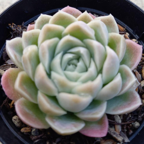 サブセシリス錦 美斑入り エケベリア 超美苗 大苗大株 多肉植物 サブセシリス錦 美斑入り エケベリア 超美苗 大苗大株 多肉植物