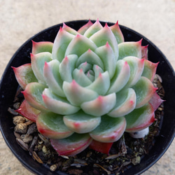 多肉植物 クリスタルローズ 多肉植物 ピンククリスタルローズ3苗 新入荷 | るる農園~多肉植物専門