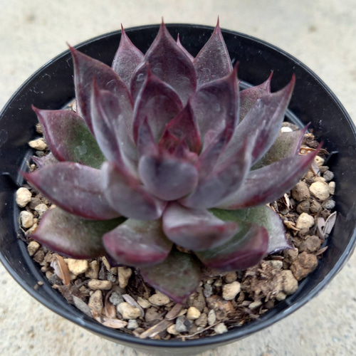 Top【選抜株】多肉植物　14134AKマリア　54個　鉢無し/脱土 多肉植物 