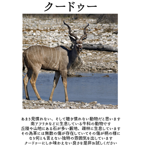 ナミビア　クドゥーの角2本セット Ａ ナミビア クドゥーの角2本セット A