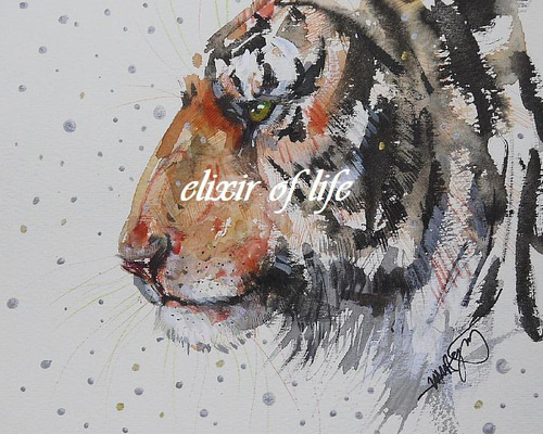 手描き水彩画 虎 寅 絵画 虎神様】 寅年 干支の水彩画を描きました。&ご購入者様のお声 | 幸せの