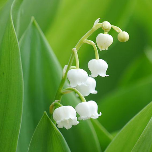 リアル 大和鈴蘭ノ香 15ml 生花の香りの再現 生花のミストスプレー