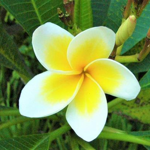 アロマストーン 真ん中黄色のプルメリア アロマストーン 真ん中黄色の