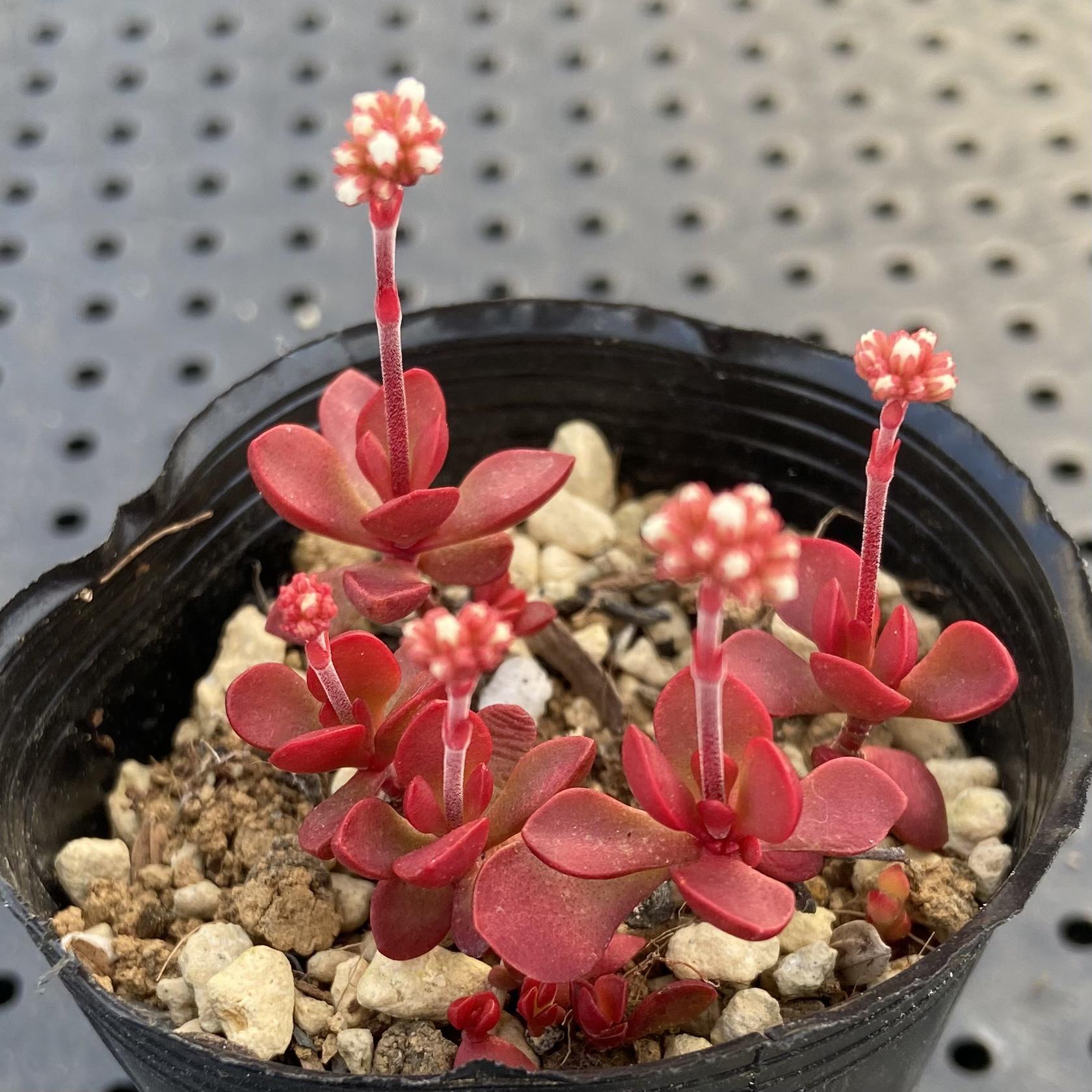 多肉植物♡可愛い紅稚児(^^)抜き苗 多肉植物 抜き苗 紅稚児 ギンゾロエの通販 by ジューンベリー's