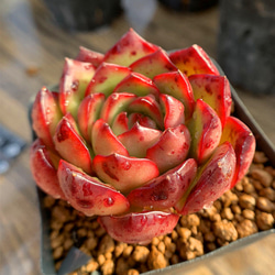 293.多肉植物 寄せ植え エケベリア属 レッドモラン RED MORAN 抜き苗