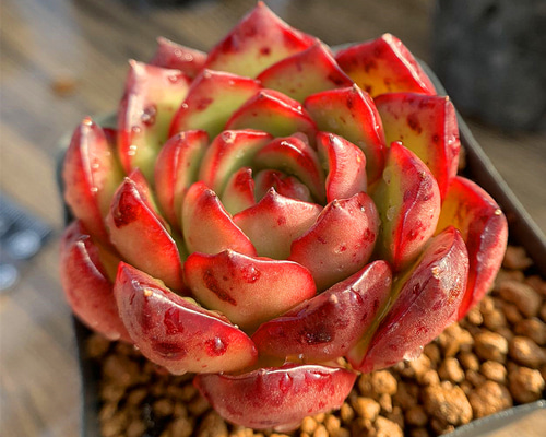 多肉植物　抜き苗　Big Red 888現物 多肉植物 レッドホール 特大群生 抜き苗 | るる農園