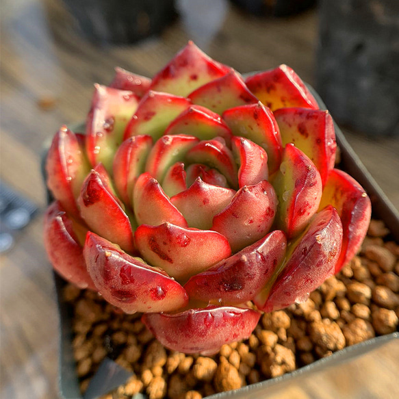 293.多肉植物 寄せ植え エケベリア属 レッドモラン RED MORAN