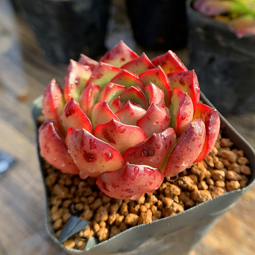 多肉植物♥゛レッドベリー 抜き苗 多肉植物♥゛レッドベリー 抜き苗