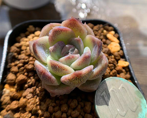 紫姫 古株 大群 ズッシリ 多肉植物 エケベリア 抜き苗 特価 抜き 紫姫 古株 大群 ズッシリ 多肉植物 エケベリア 抜き苗 特価 抜き