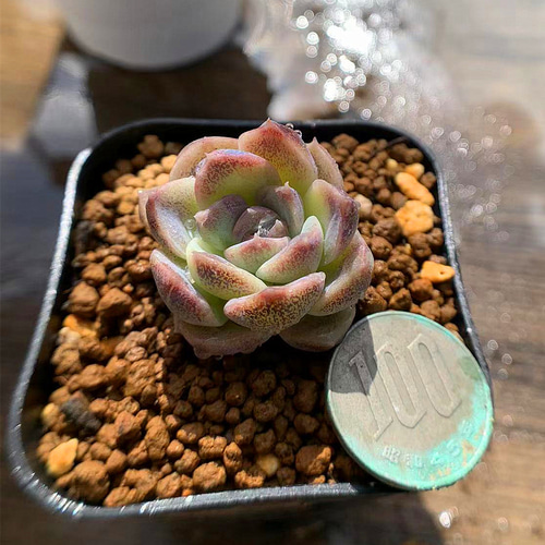 パープルクリスタル 紫水晶 エケベリア 多肉植物 抜き苗 紫水晶 パープルクリスタル エケベリア 多肉植物 抜き苗