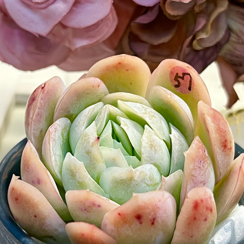 クリームベリー 8-10 頭多肉植物苗 2株