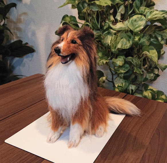 【オーダー】羊毛フェルト  犬 猫  シェルティ ダックス ポメラニアン トイプードル ペットロス うちの子 8枚目の画像