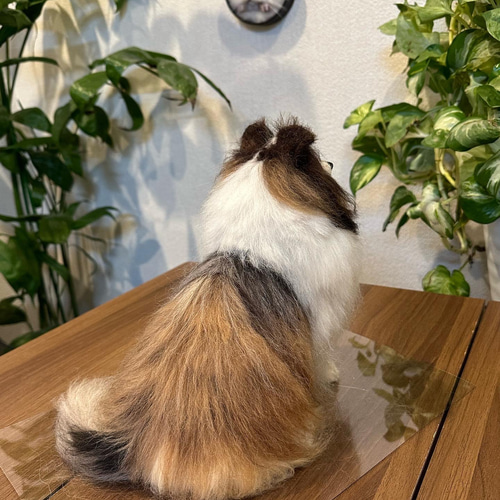 オーダー】羊毛フェルト 犬 猫 シェルティ ダックス ポメラニアン トイ