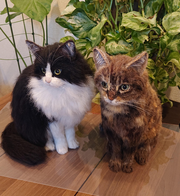 【オーダー】羊毛フェルト 猫  ペルシャ チンチラ マンチカン ノルウェージャン ハチワレ ペットロス うちの子 11枚目の画像