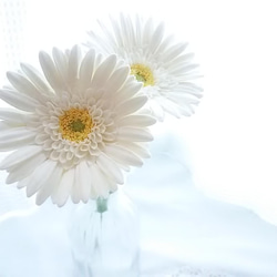 《定做》❁乳白色粘土花非洲菊2件套、室內花、花瓶❁ 第3張的照片