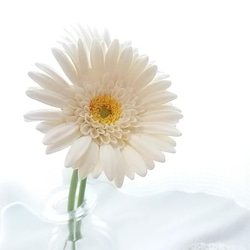 《定做》❁乳白色粘土花非洲菊2件套、室內花、花瓶❁ 第2張的照片