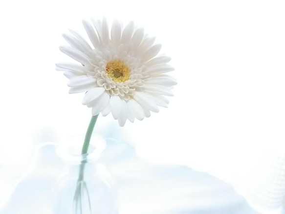 《定做》❁乳白色粘土花非洲菊2件套、室內花、花瓶❁ 第12張的照片