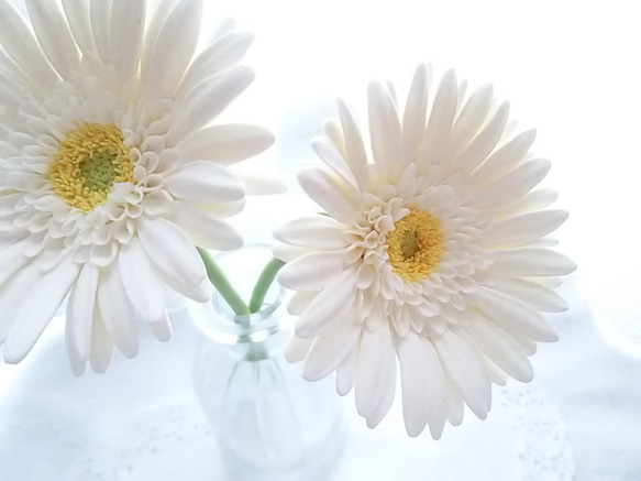 《定做》❁乳白色粘土花非洲菊2件套、室內花、花瓶❁ 第6張的照片