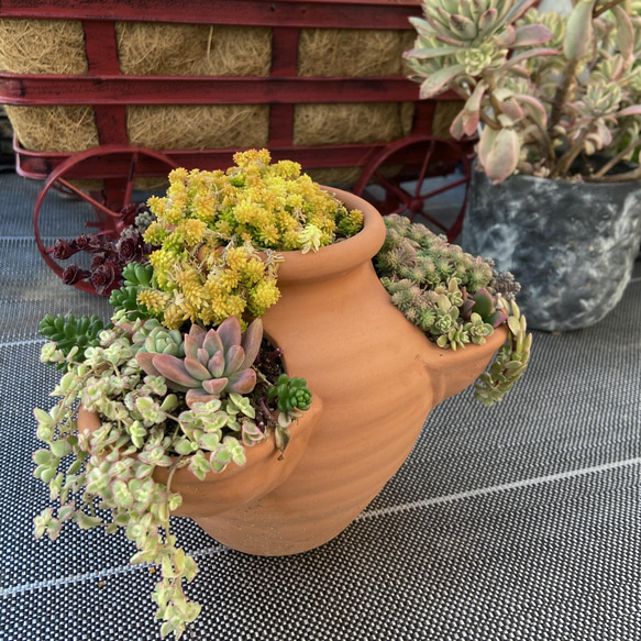 熟成セダムいっぱいストロベリーポットの寄せ植え 多肉植物 多肉植物